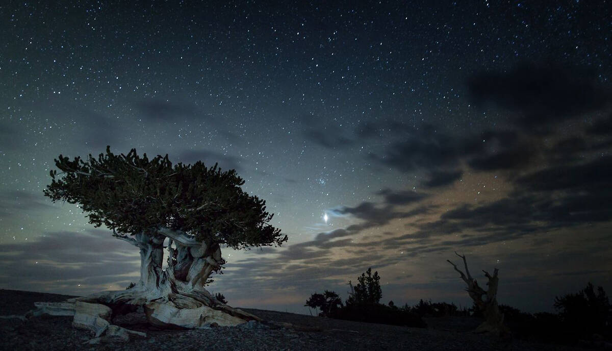 Stars emerge in the night sky above an ancient Bristlecone pine tree in this twilight view at G ...
