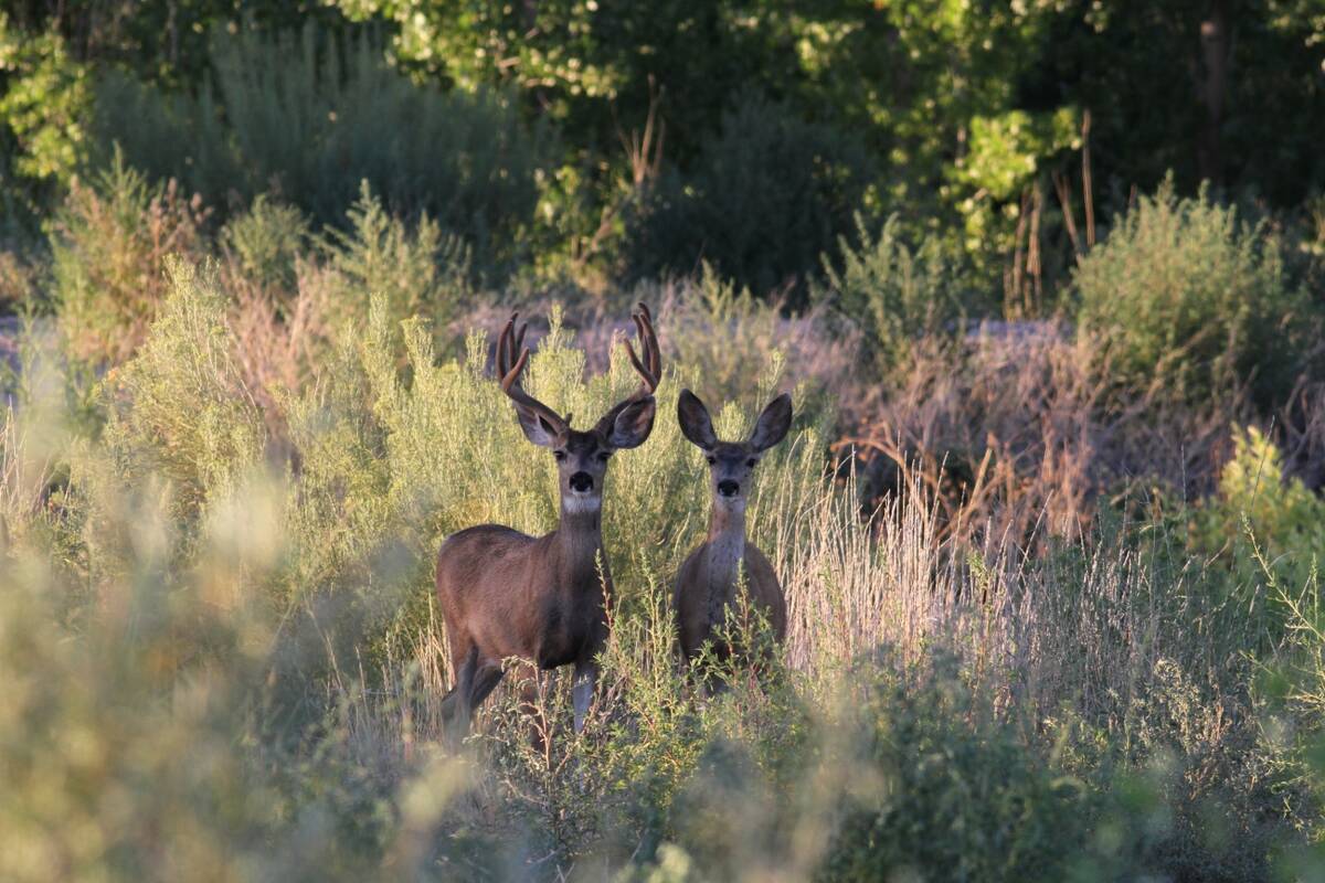 Deer are seen t Pahranagat National Wildlife Refuge in 2021. (U.S. Fish and Wildlife Service)