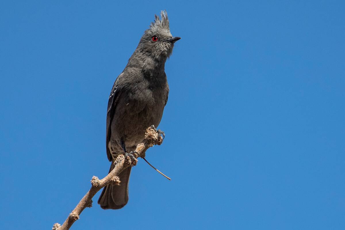 Phainopepla (Phainopepla nitens lepida), female in a tree at the Desert National Wildlife Refug ...