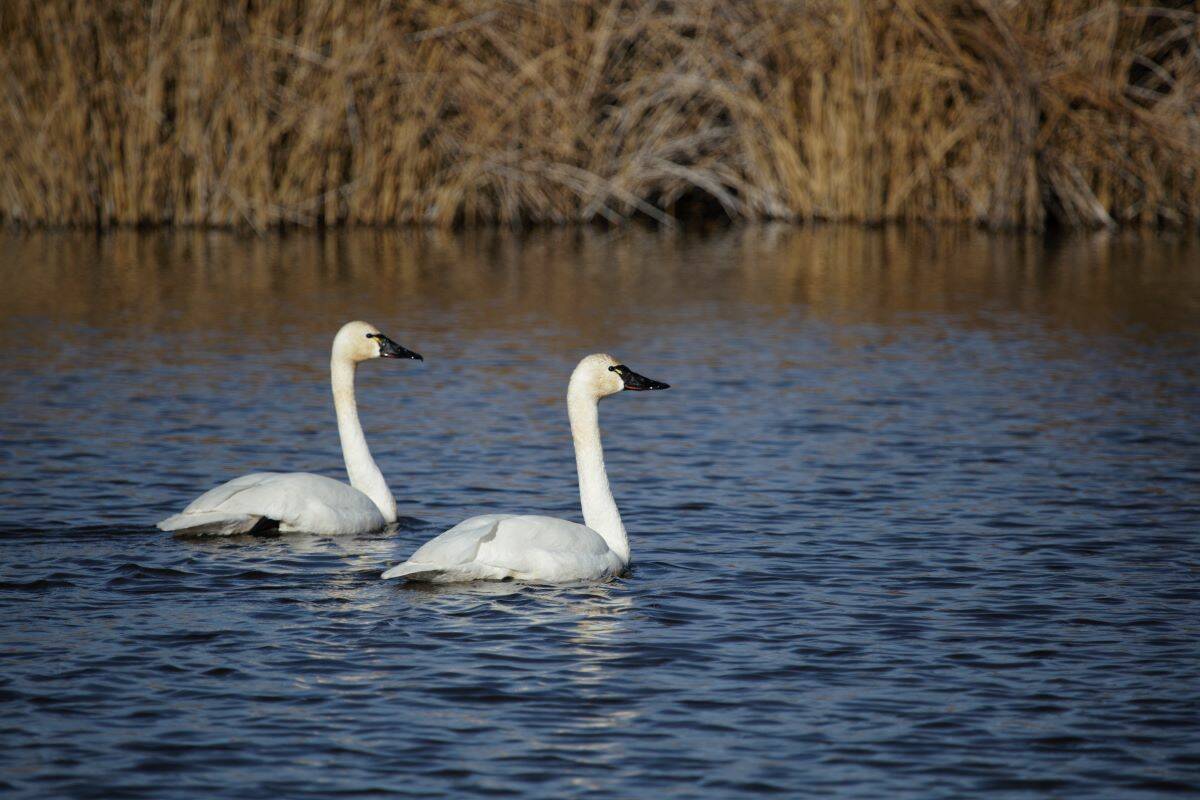 Swans are seen t Pahranagat National Wildlife Refuge in 2021. (U.S. Fish and Wildlife Service)