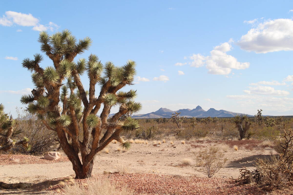 View from Walking Box Ranch, south of Las Vegas. (Kassidy Whetstone/Friends of Avi Kwa Ame)