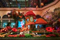 "Autumn Majesty: A Glamorous Harvest" is on display through Nov. 8 at The Bellagio Conservatory ...