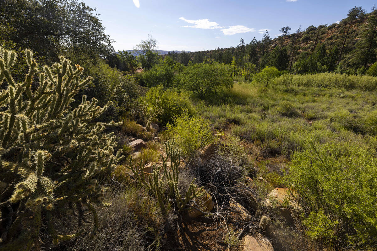 A lush meadow which once held an apple orchard is about the foundation of the former Horace Wil ...