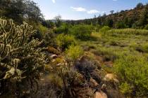 A lush meadow which once held an apple orchard is about the foundation of the former Horace Wil ...