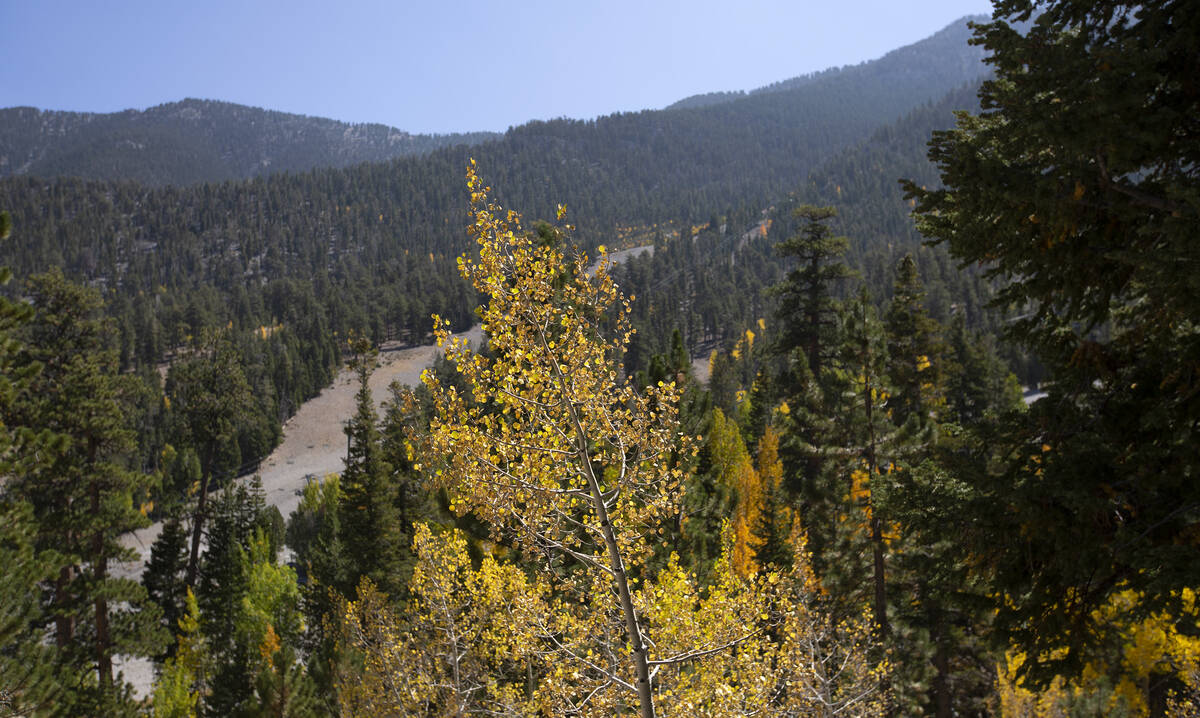Yellowing aspen trees are part of the landscape near Cathedral Rock Picnic Area on Friday, Sept ...