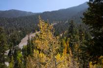 Yellowing aspen trees are part of the landscape near Cathedral Rock Picnic Area on Friday, Sept ...