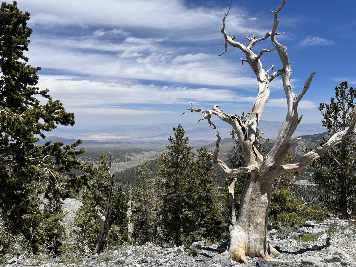 A valley view is seen from the highest point of the Wild Horse Canyon and Ridge Loop in the Spr ...