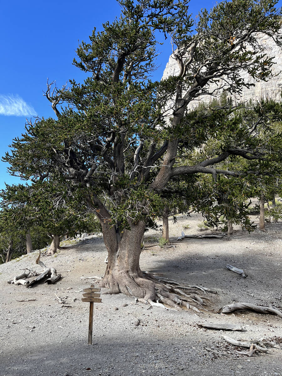 The Raintree trail ends at what is believed to be one of the oldest Bristlecone pines in Nevada ...