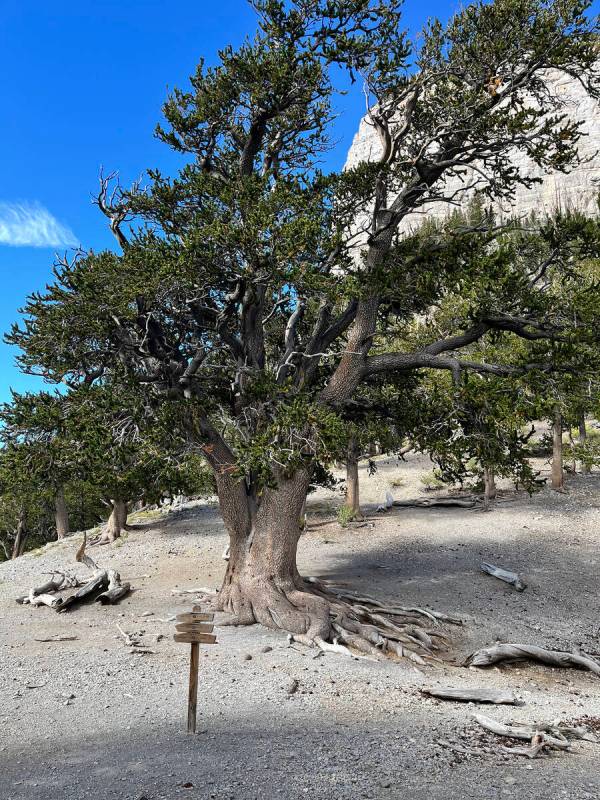 The Raintree trail ends at what is believed to be one of the oldest Bristlecone pines in Nevada ...
