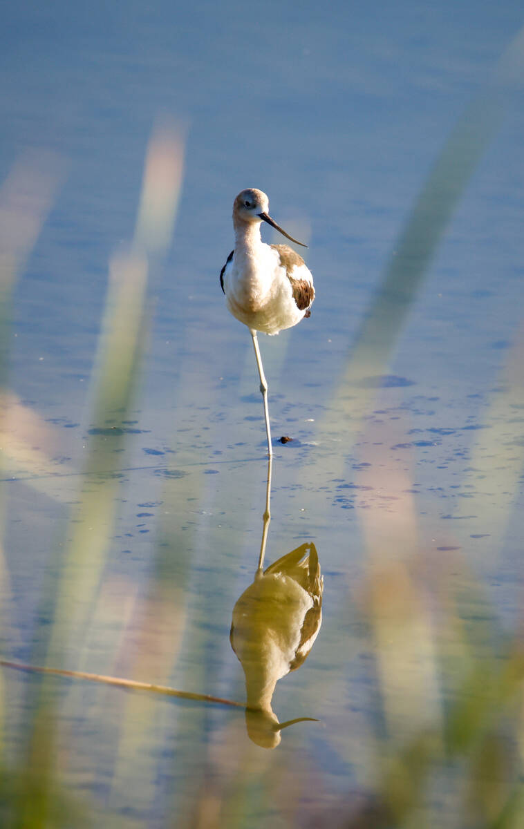 An American Avocet is seen at the Henderson Bird Viewing Preserve on July 27, 2025. (Kristen De ...