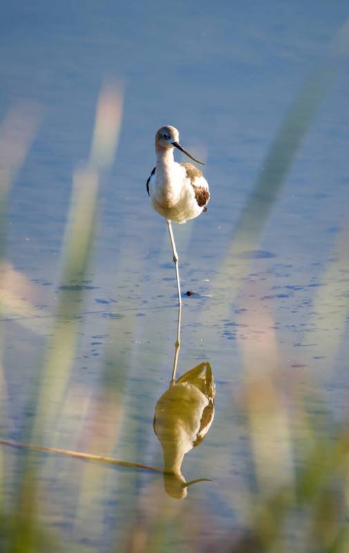 An American Avocet is seen at the Henderson Bird Viewing Preserve on July 27, 2025. (Kristen De ...