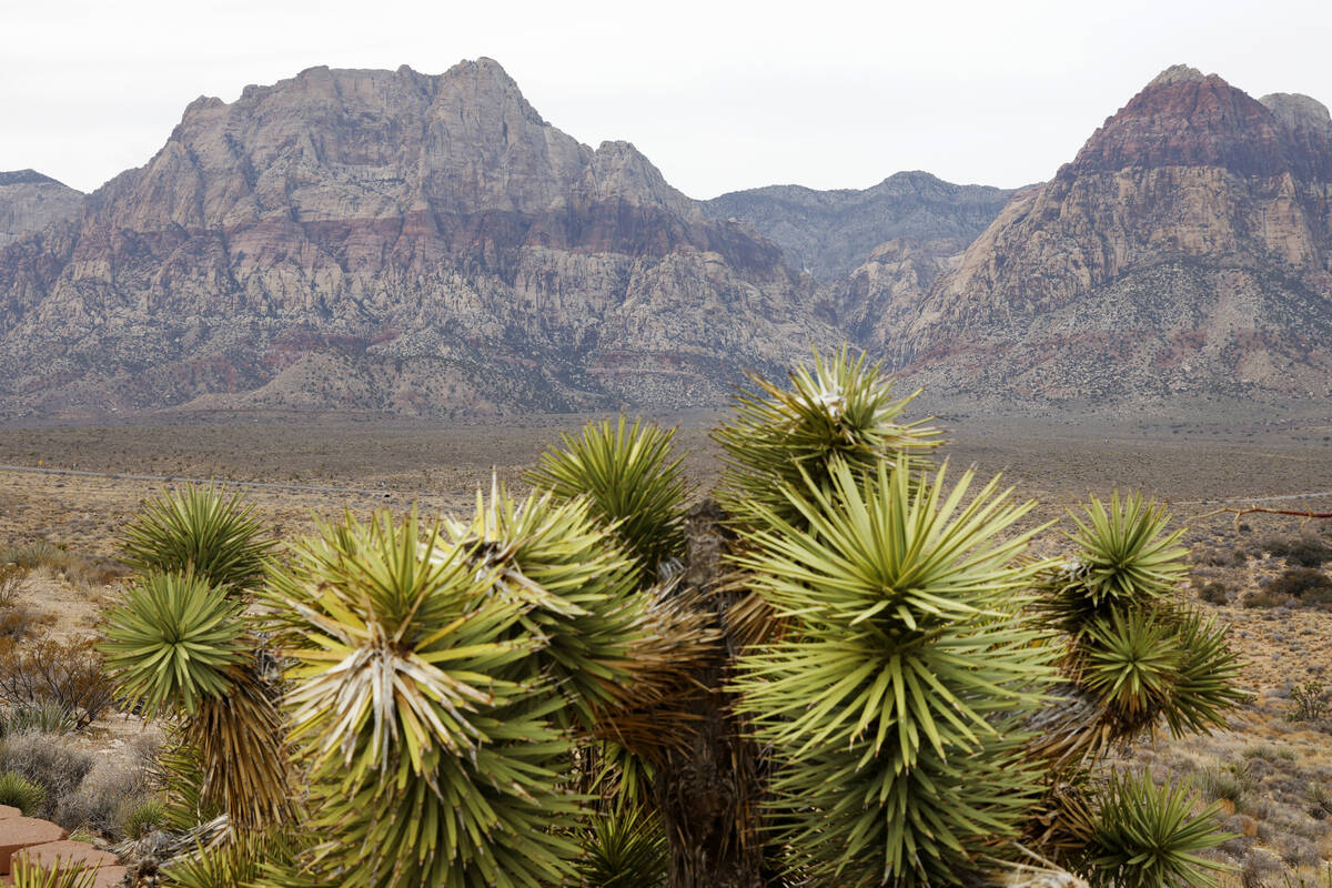 Red Rock as seen from Red Rock Canyon Overlook, on Friday, Jan. 31, 2025, in Las Vegas. (Bizuay ...