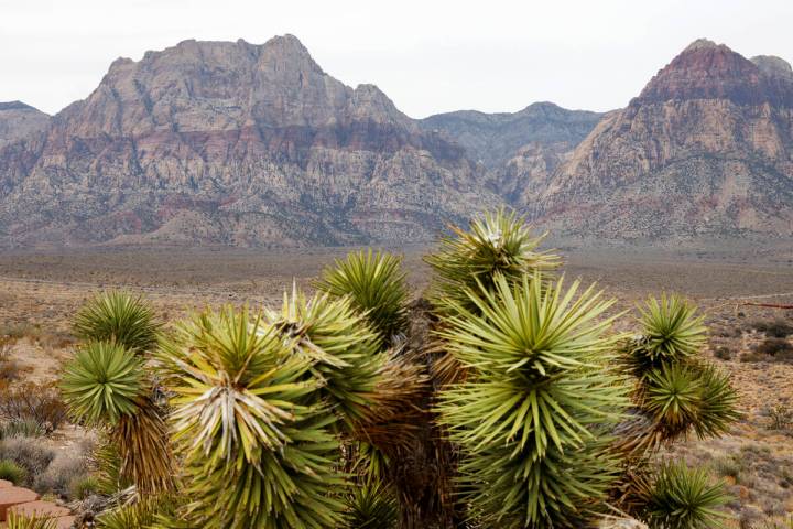 Red Rock as seen from Red Rock Canyon Overlook, on Friday, Jan. 31, 2025, in Las Vegas. (Bizuay ...