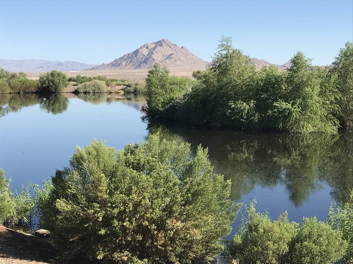 The Henderson Bird Viewing Preserve is pictured Aug. 28, 2019. (Julie Wootton-Greener/Las Vegas ...