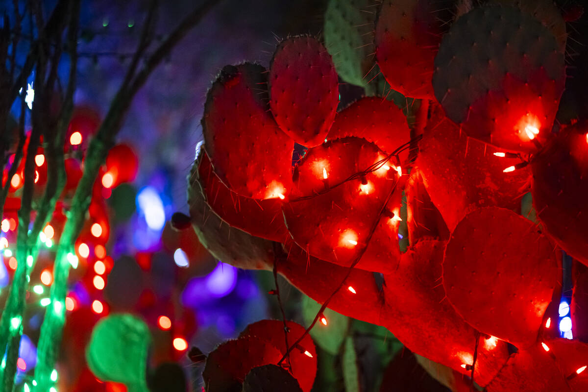 Cacti with lights are seen at Ethel M Chocolates' Holiday Cactus Garden on Monday, Dec. 16, 20 ...