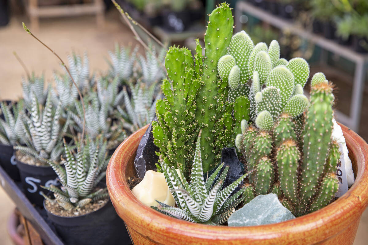 Cactus gardens at Cactus Joe's on Tuesday, April 28, 2020, in Las Vegas. (Benjamin Hager/neon)