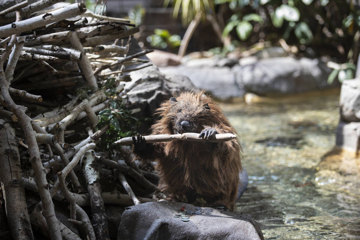 An animatronic beaver is seen at Mystic Falls Park, which features a laser and water show with ...