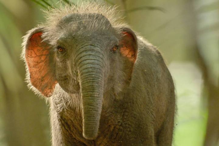 This computer generated image released by Apple TV shows a Stegodon, a tiny elephant relative, ...