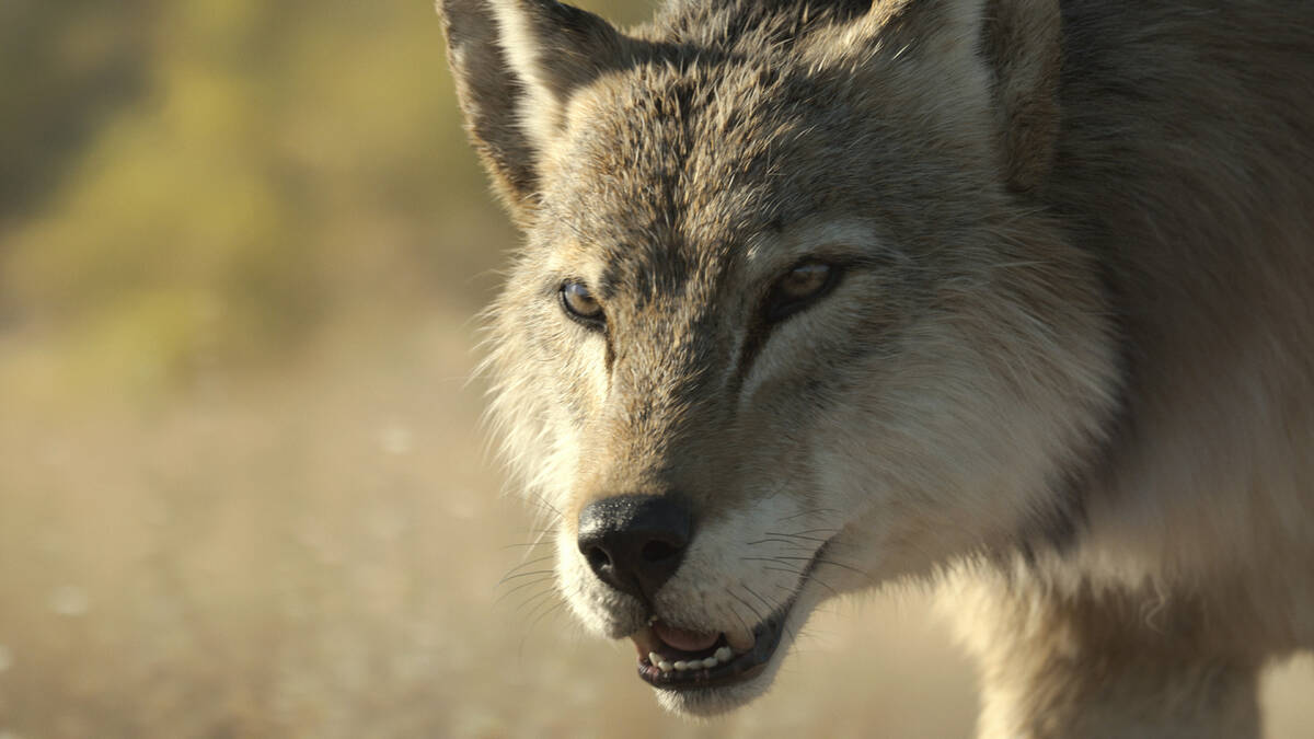 This computer generated image released by Apple TV shows a dire wolf in a scene from “Pr ...