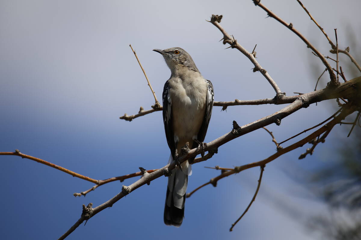 A Northern Mockingbird is seen at Sunset Park on September 21, 2025 in Las Vegas. (Kristen DeSi ...