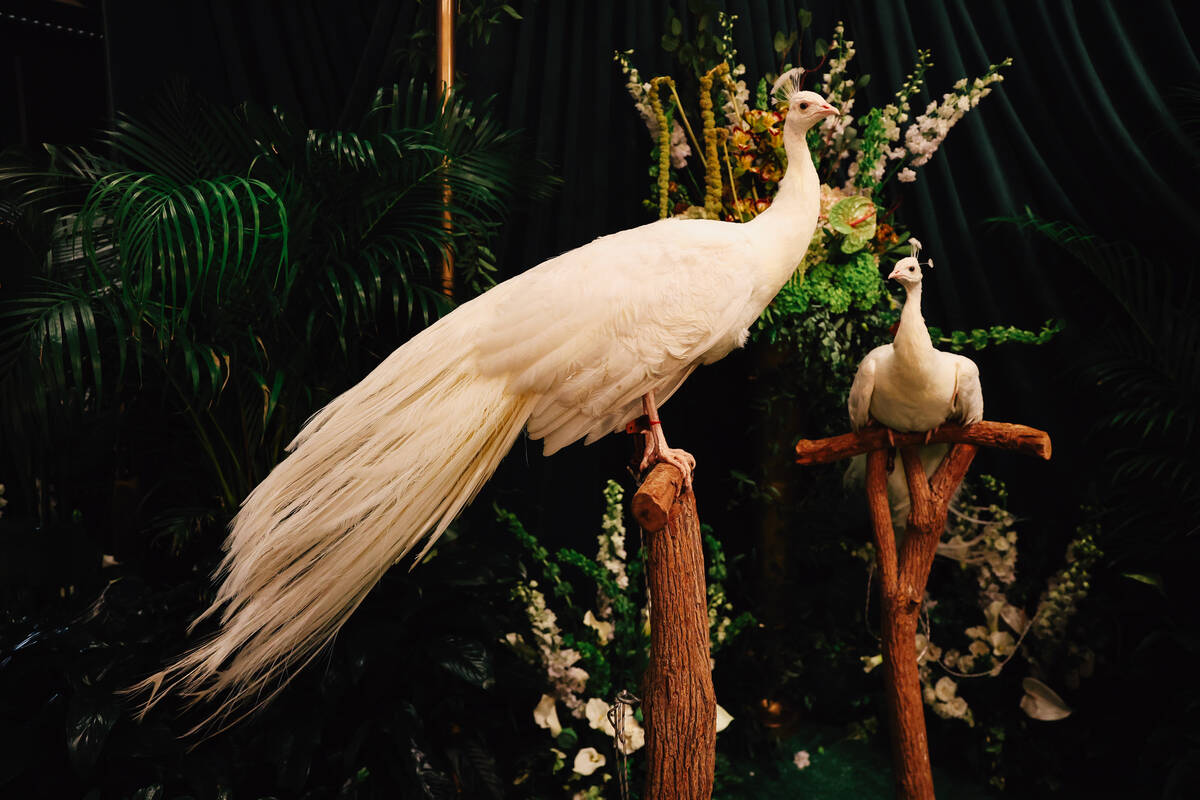 Peacocks sit for their glamour shots on a red carpet during the opening party at Gymkhana in th ...