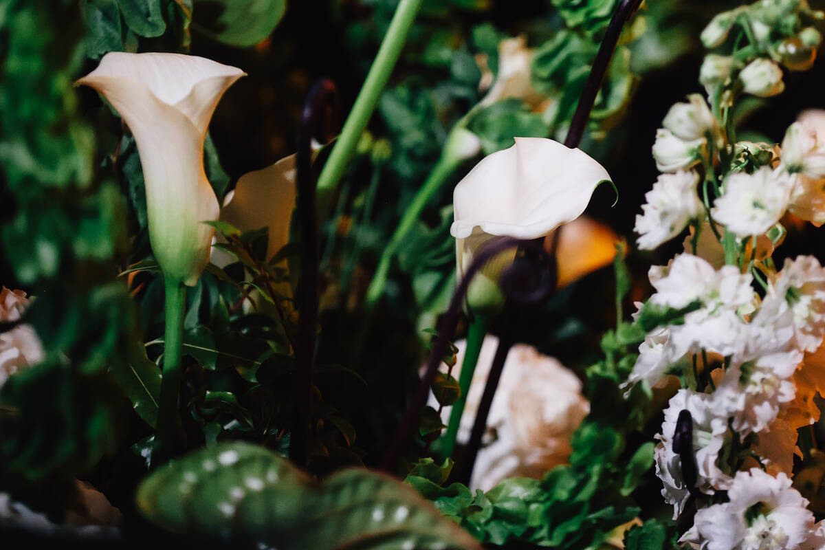 Flowers on a red carpet during the opening party at Gymkhana in the Aria Friday, Jan. 16, 2026, ...