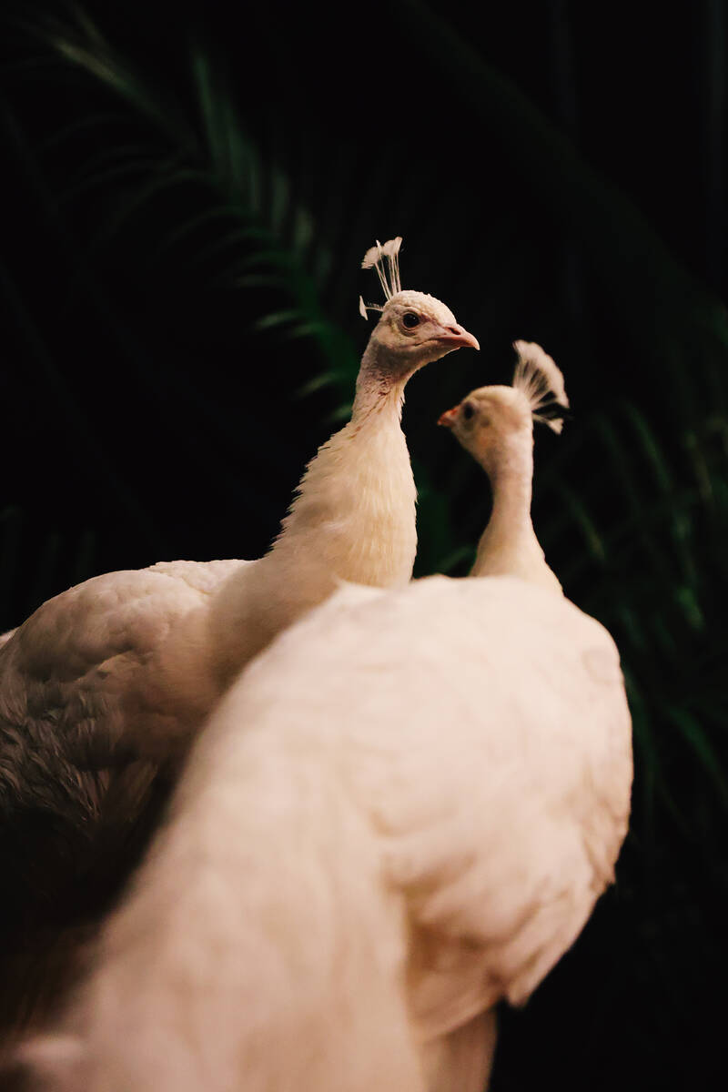 Peacocks perch on a red carpet during the opening party at Gymkhana in the Aria Friday, Jan. 16 ...