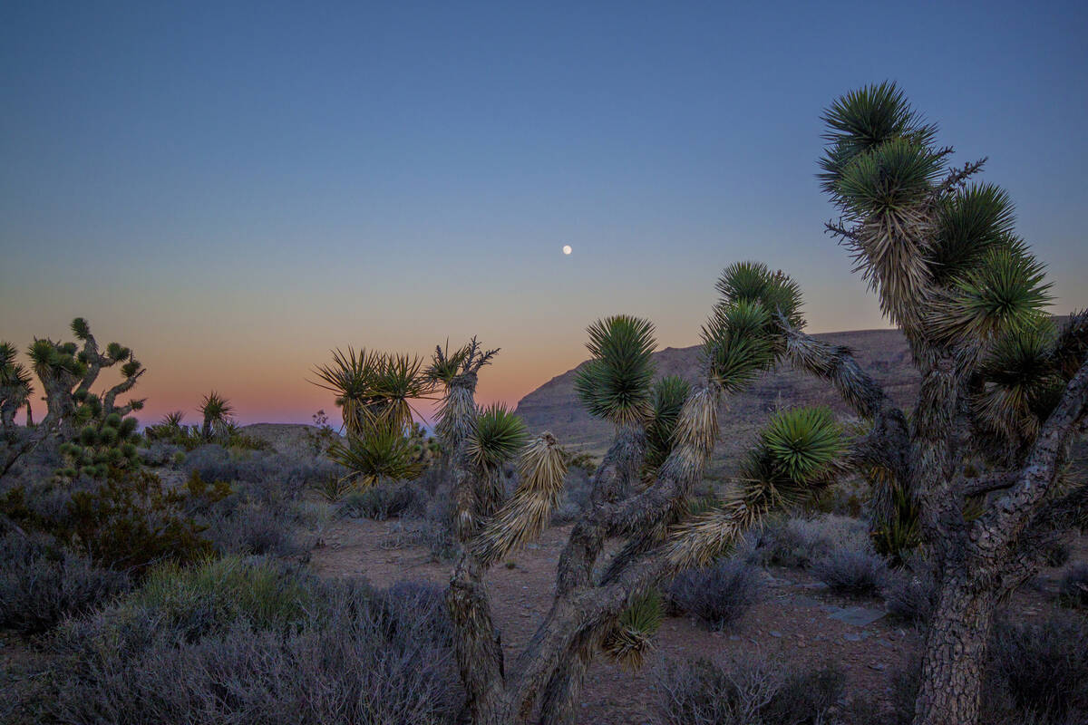 Red Rock Canyon was designated as Nevada's first National Conservation Area. (Bureau of Land Ma ...