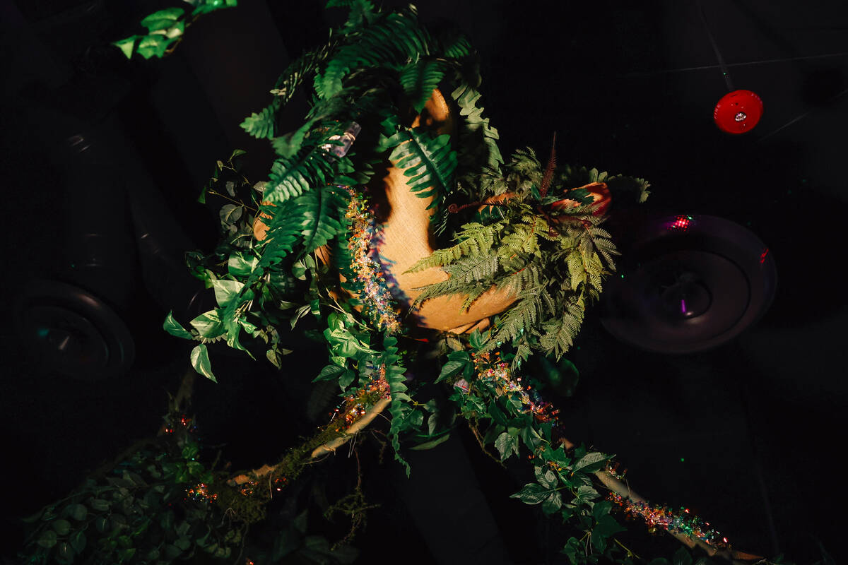 Plants hang from the ceiling at Pachi Pachi in downtown Las Vegas Saturday, Jan. 24, 2026, in L ...