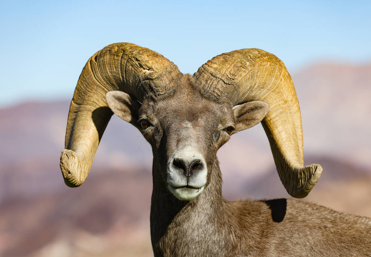 Desert bighorn sheep grazing on the grass at Hemenway Valley Park in Boulder City