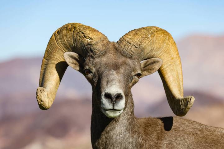 A bighorn sheep at Hemenway Valley Park in Boulder City, Nev., Monday, Nov. 4, 2024. (Rachel As ...