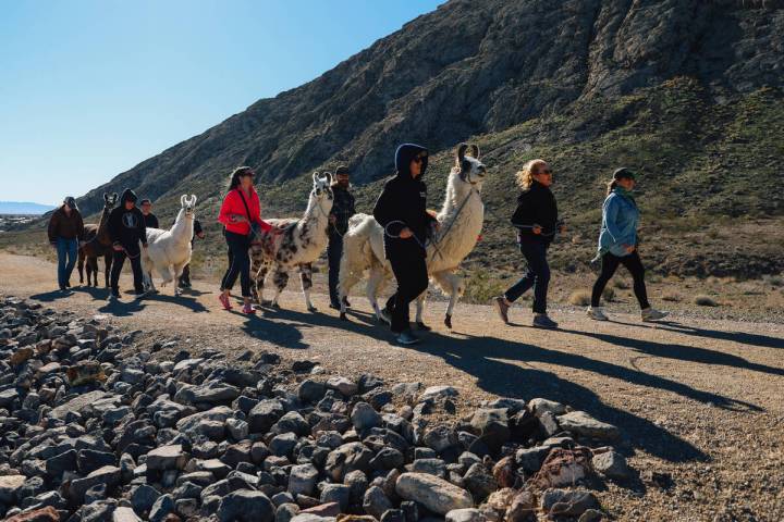 Participants walk alongside llamas during a walk hosted by ShangriLlama at Lone Mountain Saturd ...