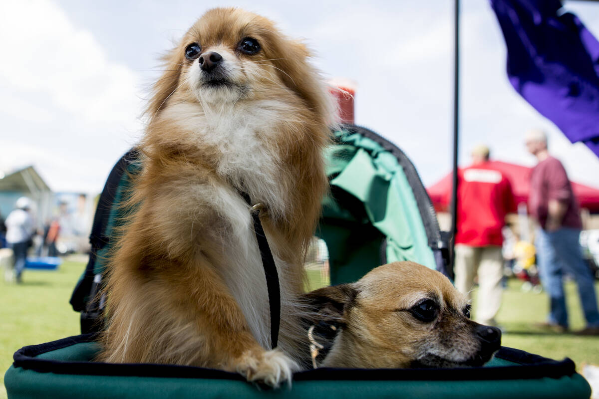 Hannah, a three-legged Pomeranian Chihuahua, left, sits with Hudson, a three-legged Chihuahua, ...