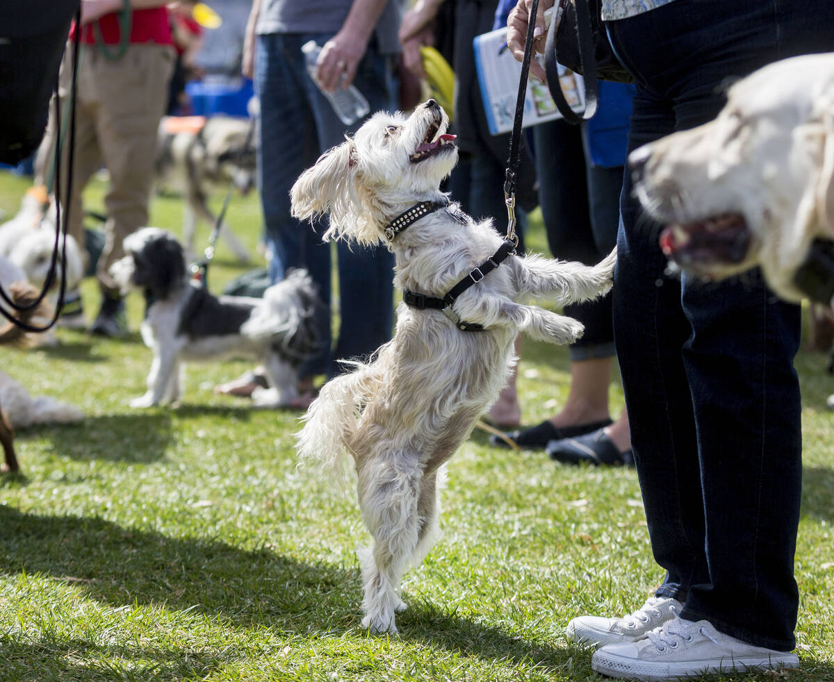 Zoey, a female Morkie, jumps on her owners legs she watches a Henderson K9 police unit give inf ...