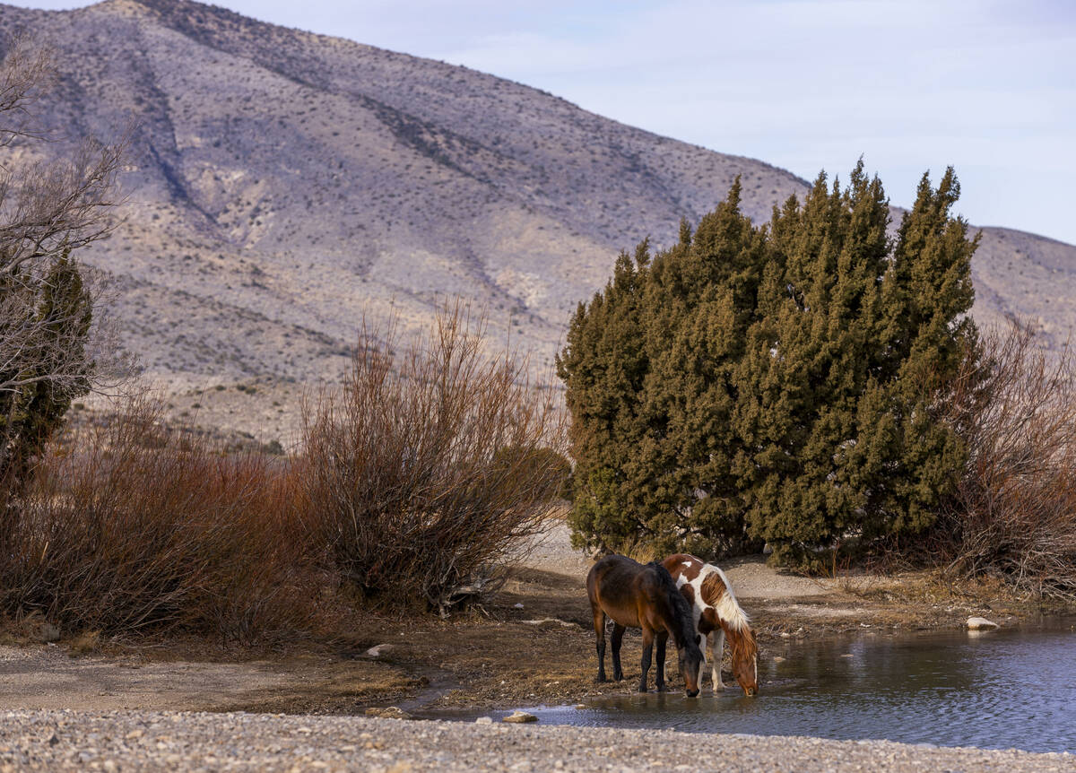 Wild horses stop for a drink at a retention pond near Cold Creek on Friday, Jan. 3, 2025, outsi ...
