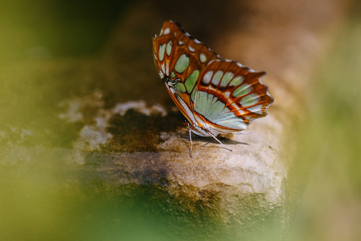 A malachite butterfly rests on the edge of a fountain in the Springs Preserve butterfly house o ...
