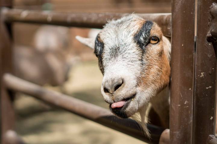 A rescued goat at the Las Vegas Farm sticks its head out of a gate in Las Vegas, Sunday, Aug. 2 ...