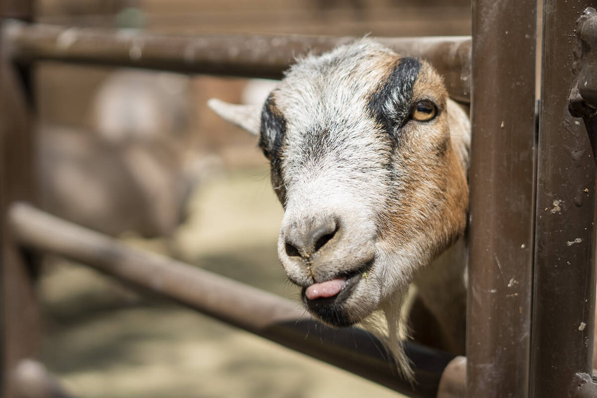 A rescued goat at the Las Vegas Farm sticks its head out of a gate in Las Vegas, Sunday, Aug. 2 ...