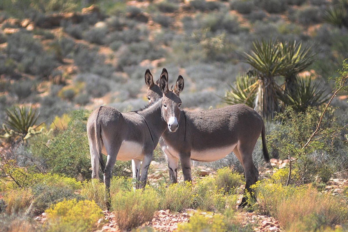 A pair of burrows look over the grounds at Spring Mountain Ranch State Park. (neon file)