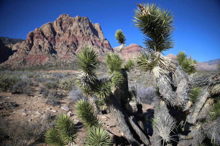 The view from the First Creek trail at Red Rock Canyon National Conservation Area in Las Vegas, ...
