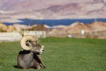 A bighorn sheep at Hemenway Valley Park in Boulder City, Nev., Monday, Nov. 4, 2024. (Rachel As ...