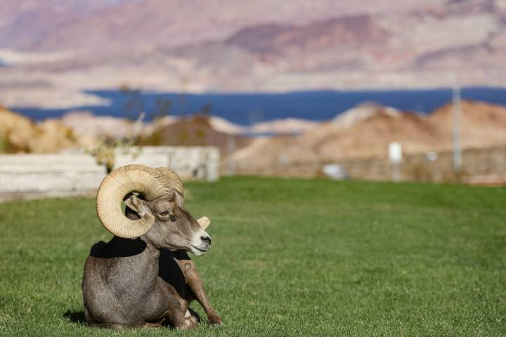 A bighorn sheep at Hemenway Valley Park in Boulder City, Nev., Monday, Nov. 4, 2024. (Rachel As ...