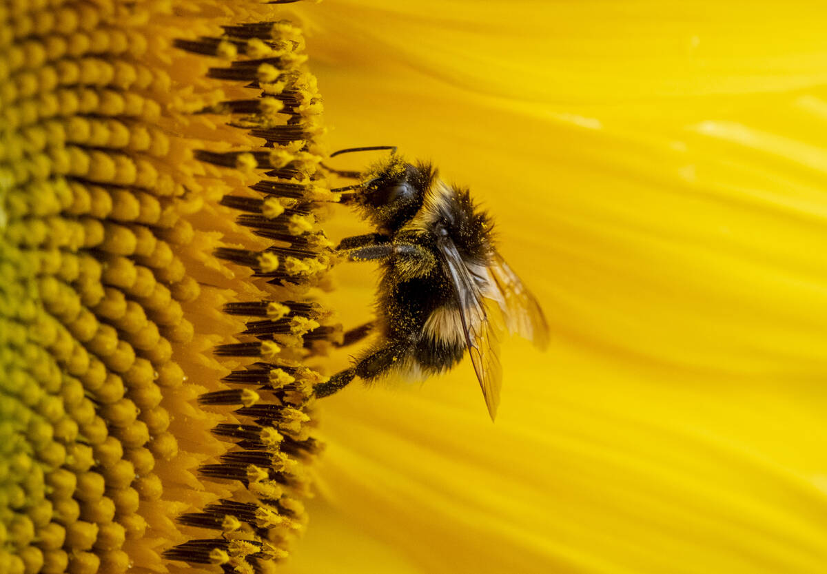 A bumblebee works on a sunflower in the outskirts of Frankfurt, Germany, Friday, July 28, 2023. ...