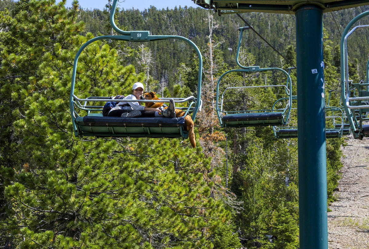 A woman and her dog ride the Bristlecone Skyway scenic chairlift during the Music on the Mounta ...