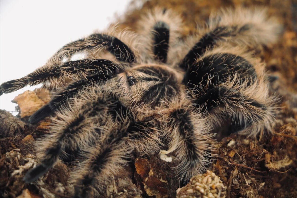 "The Art & Science of Arachnids" (Las Vegas Science & Natural History Museum)
