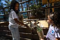 Raelynn, 8, left, and Journey, 4, both of North Las Vegas, feed a goat at the Barn Buddies Resc ...