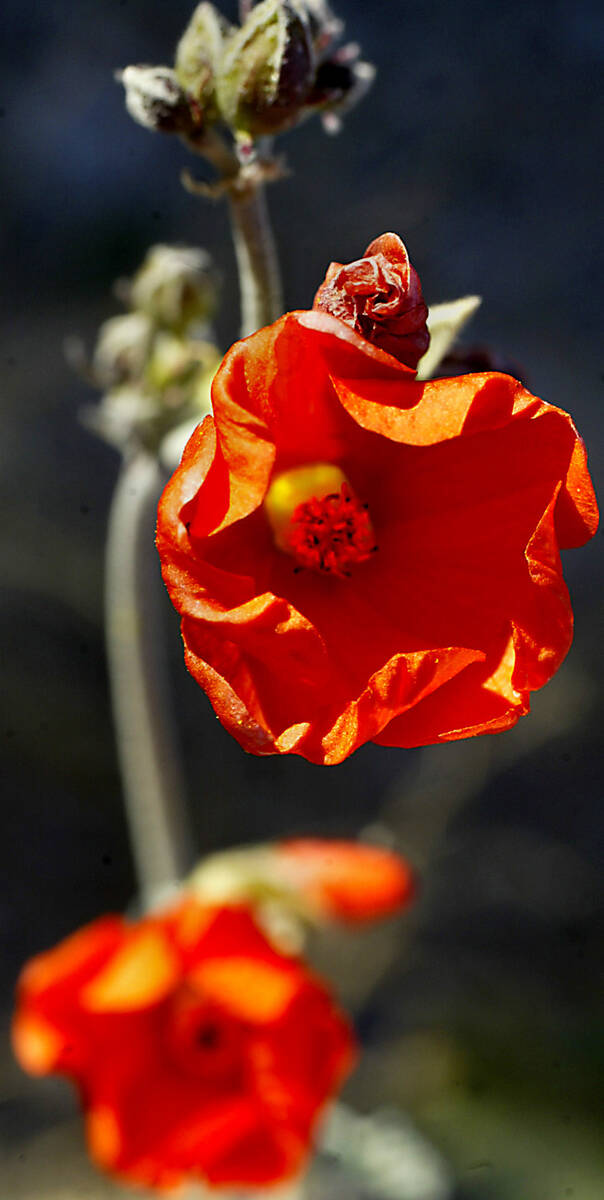 Bright orange desert globemallow blooms across the Mojave Desert. (neon file)