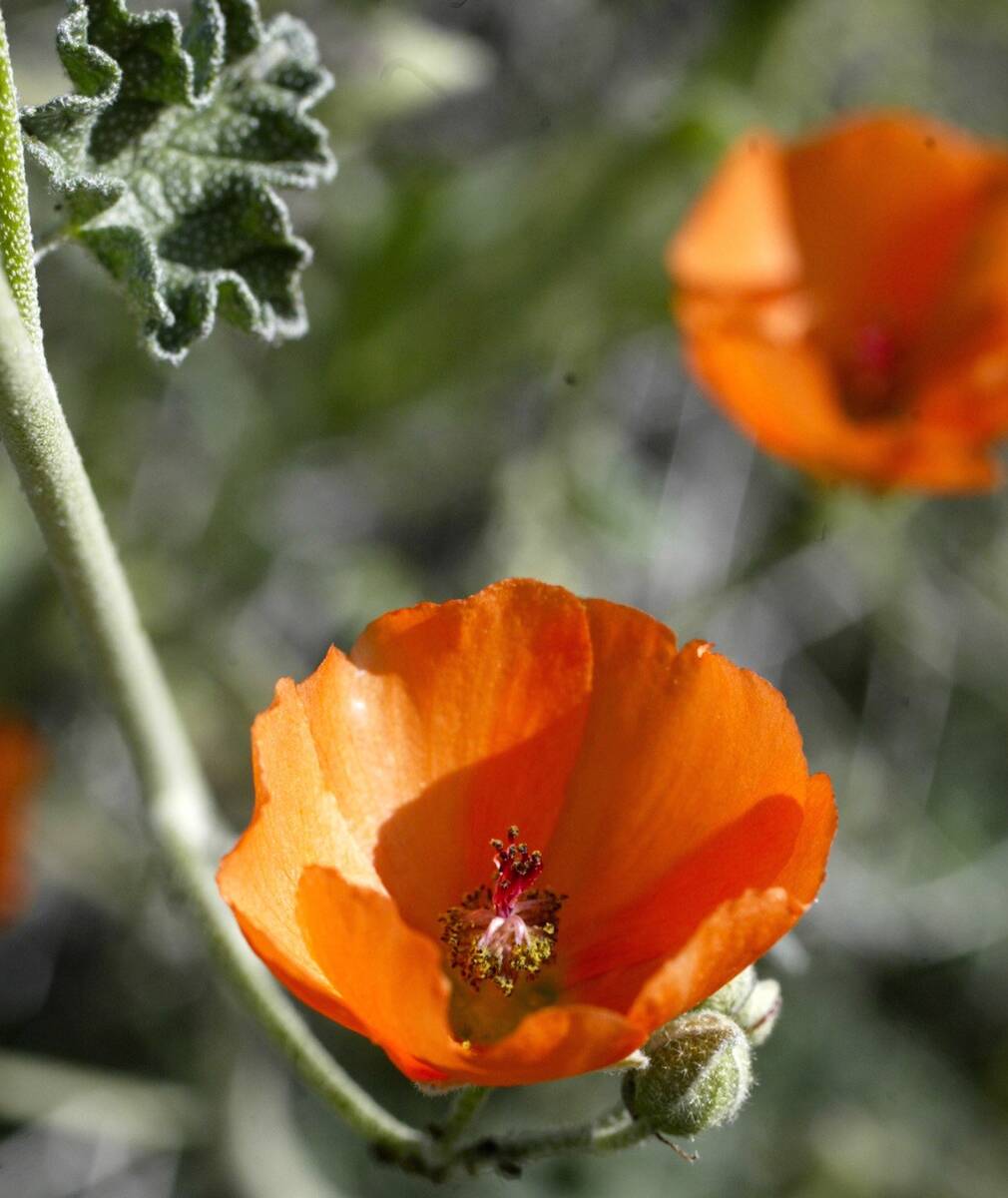 Bright orange desert globemallow blooms across the Mojave Desert. (neon file)