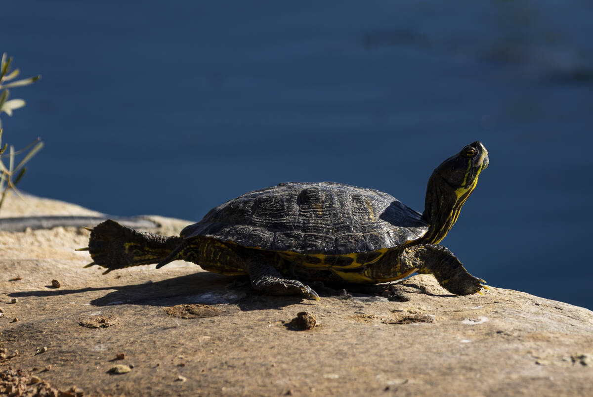 A turtle relaxes by a pond next to the Craig Ranch Amphitheater at Craig Ranch Regional Park on ...