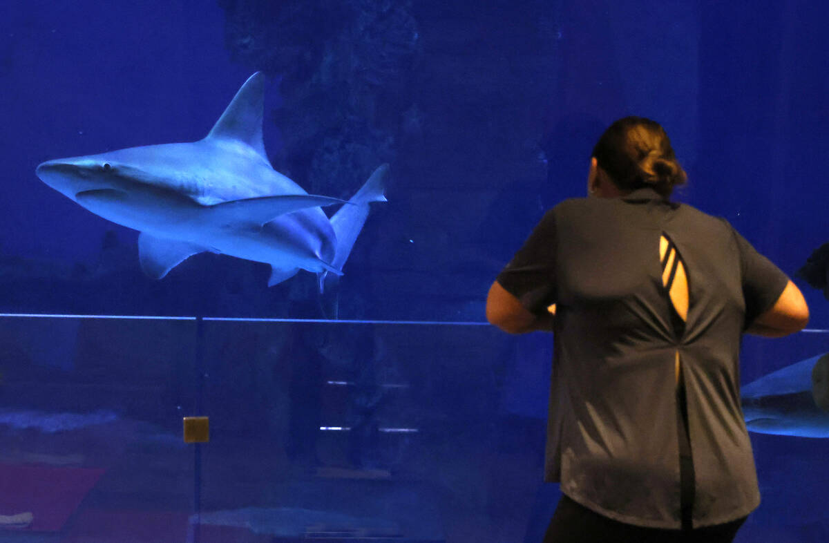 Maribel Simpson of El Paso, Texas, observes a shark before participating in the first Yoga With ...